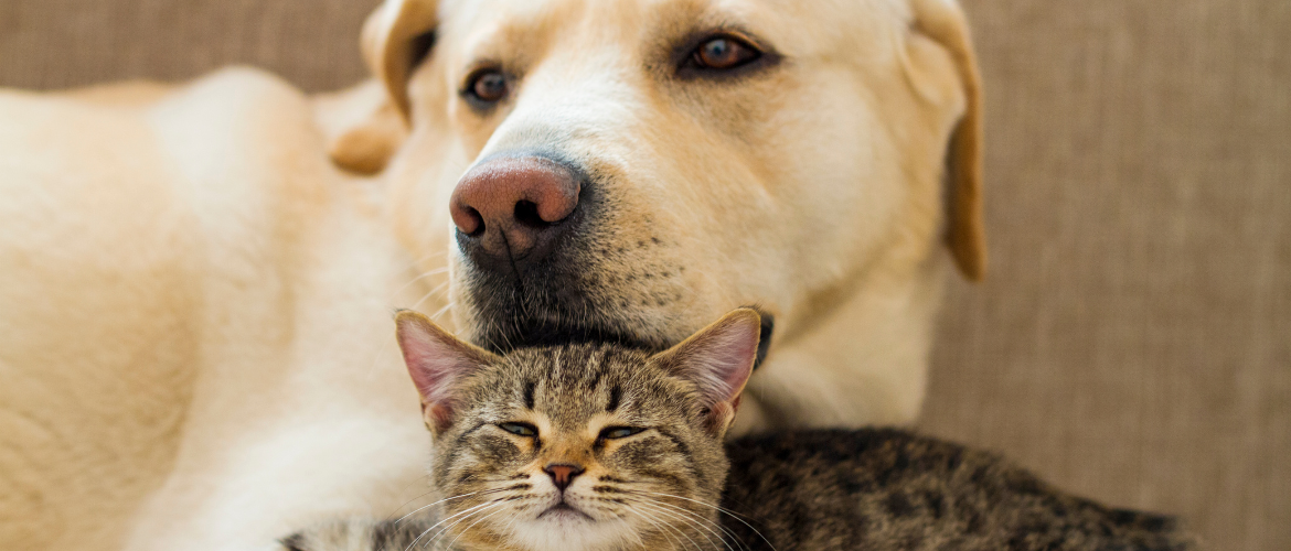 Pet food and new lifestyles: when feeding becomes an act of care