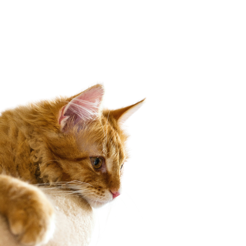 CattyFeast premium cat food