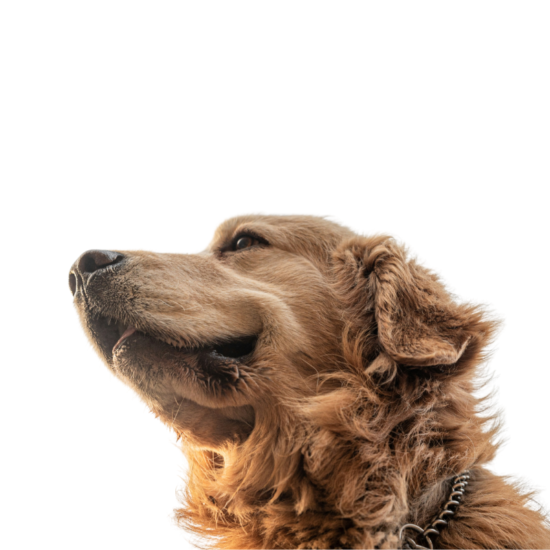 Wowow premium dog food