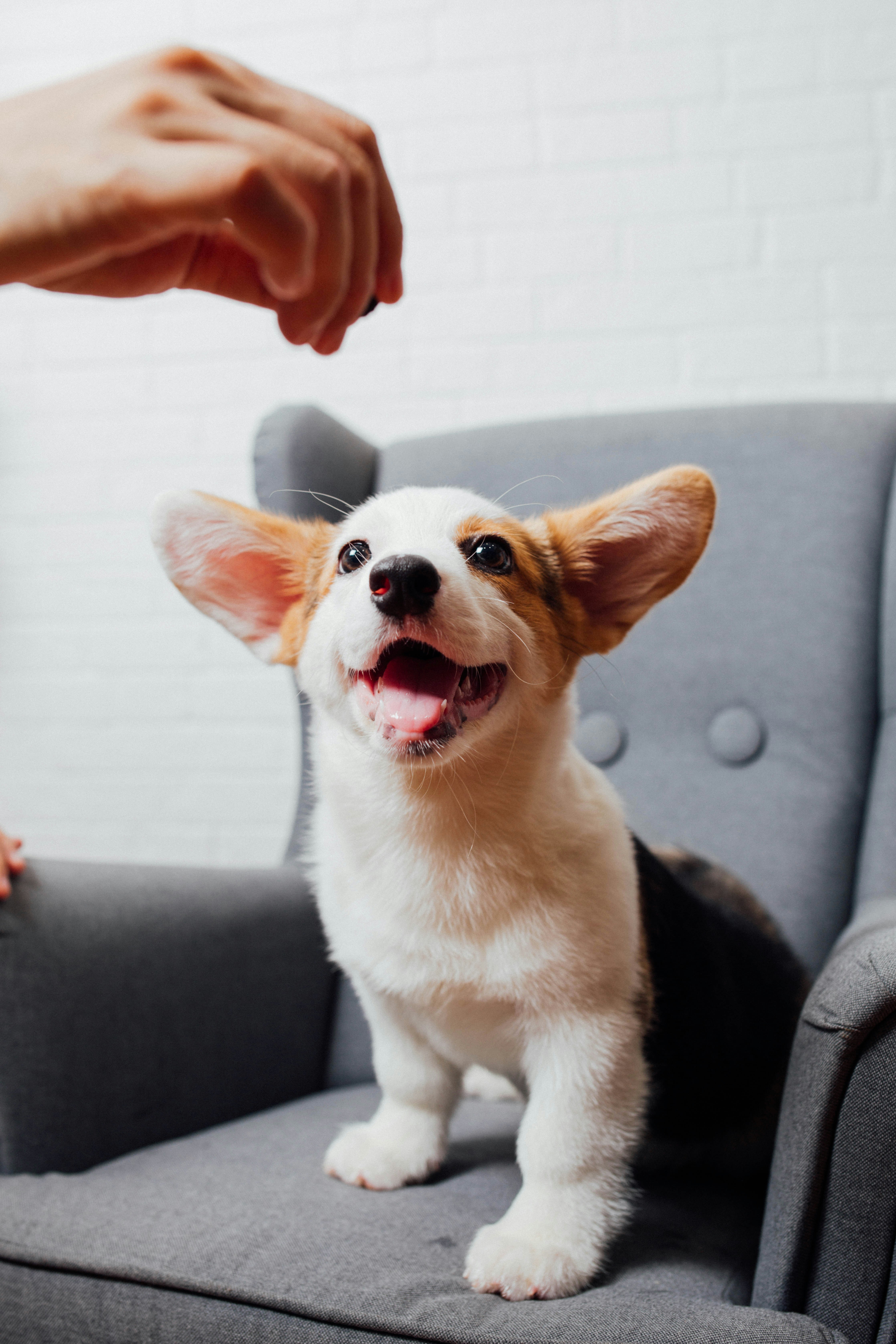 Fidovet