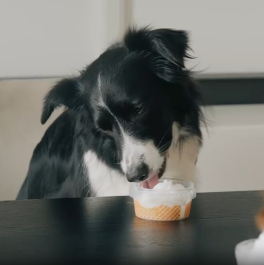 Instant Treats Fidovet