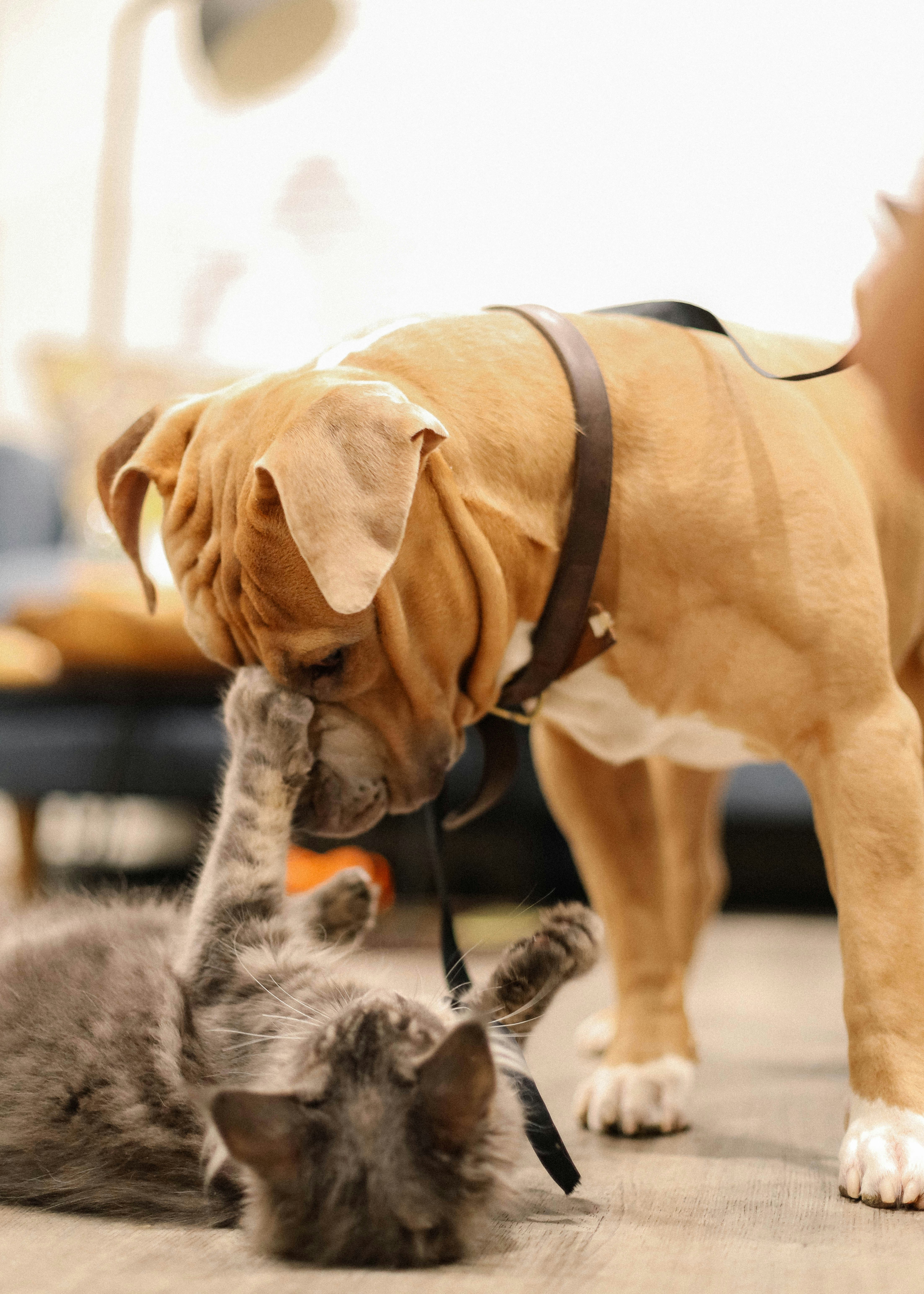 Fidovet Wet Food